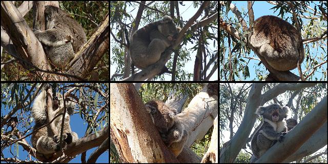 (46) Koalas.JPG